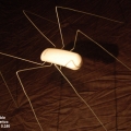 Ant Phone Double 04