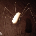 Ant Phone Double 06